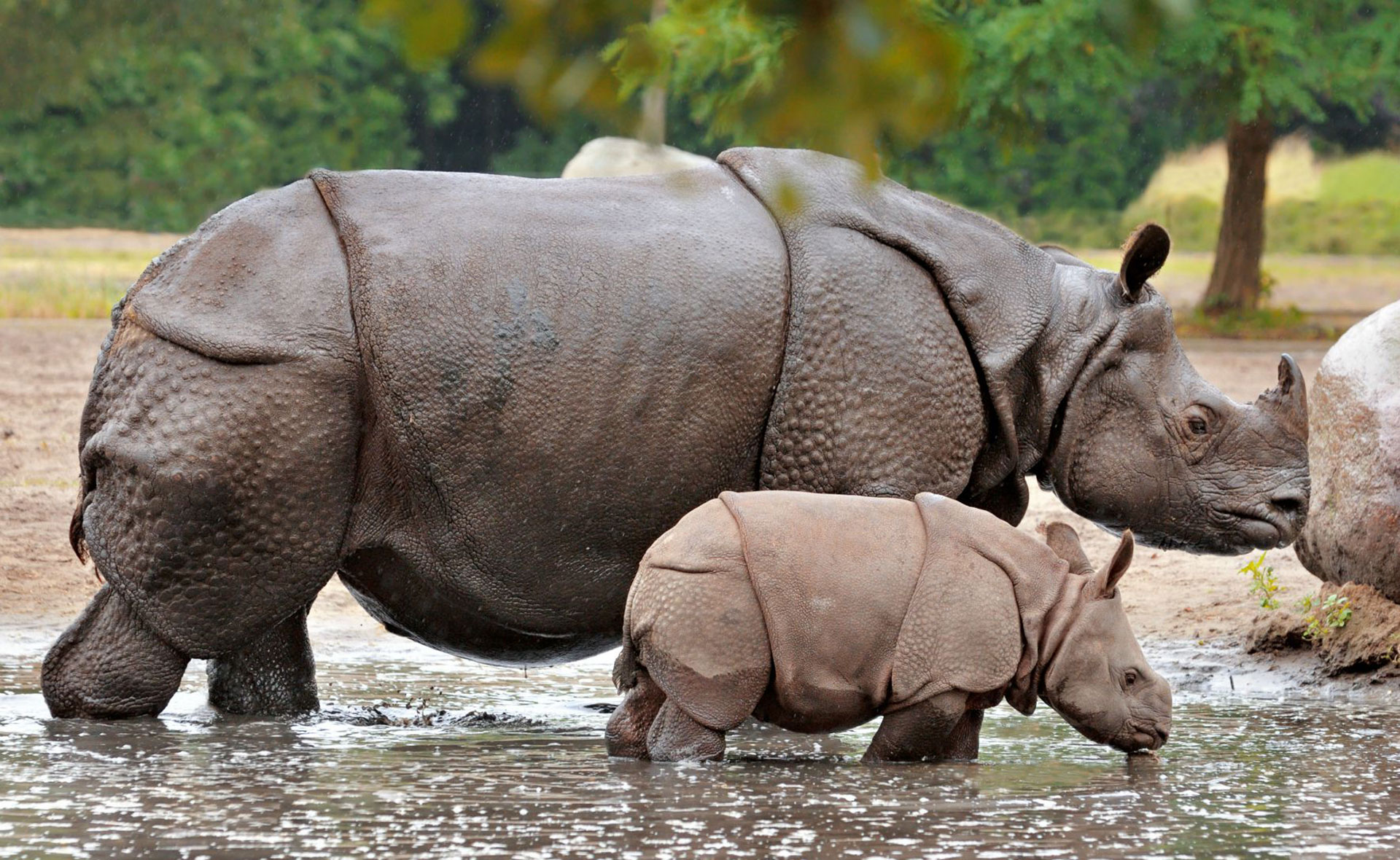 Greater One-Horned Rhinoceros