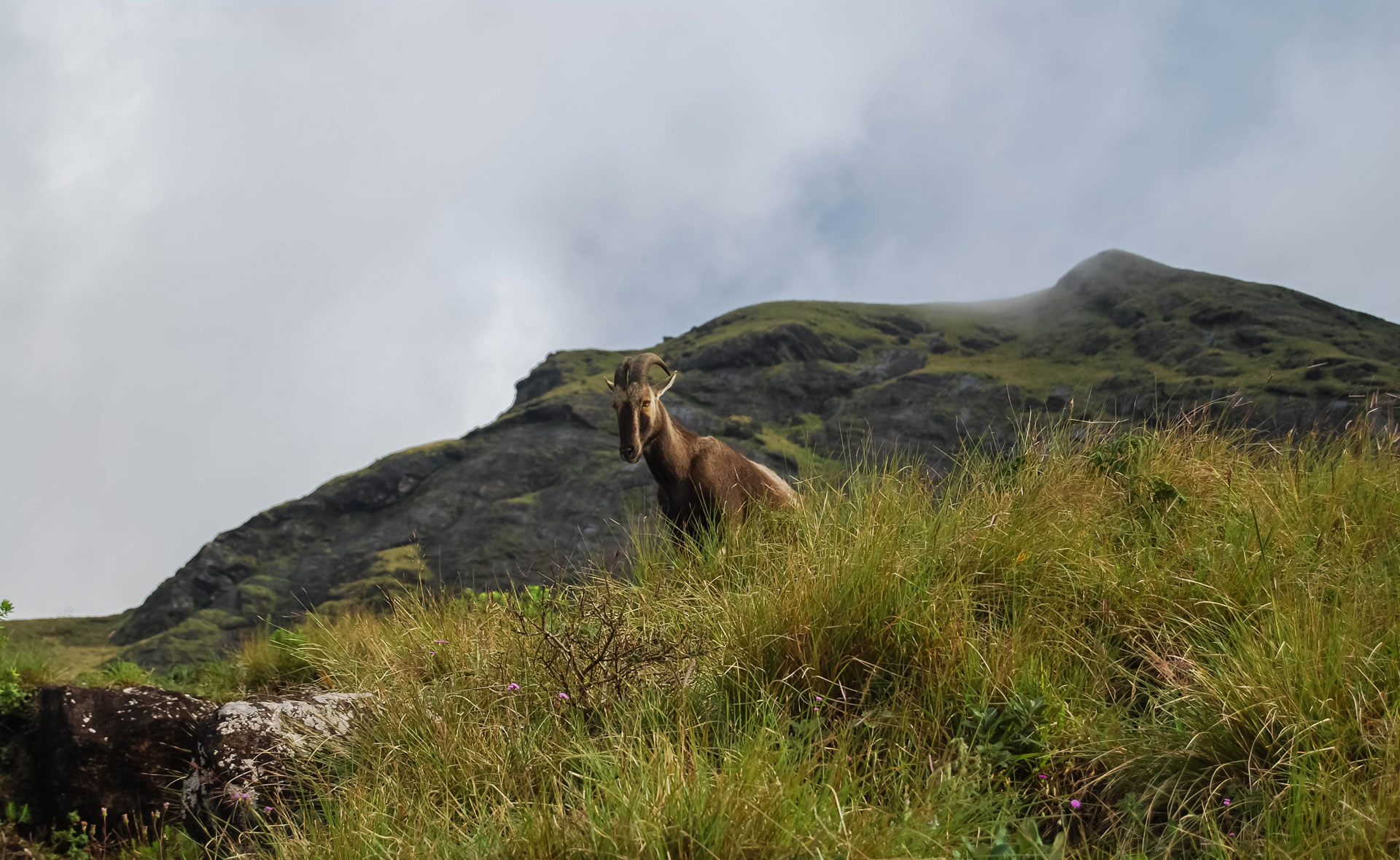 Nilgiri Tahr