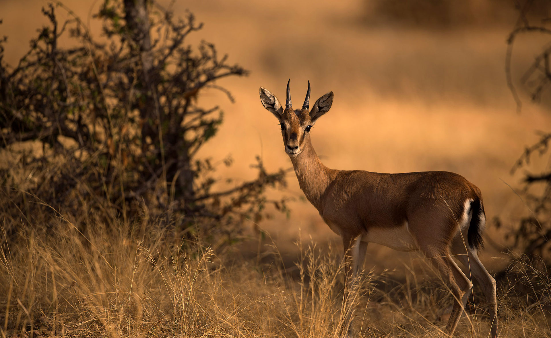 Chinkara