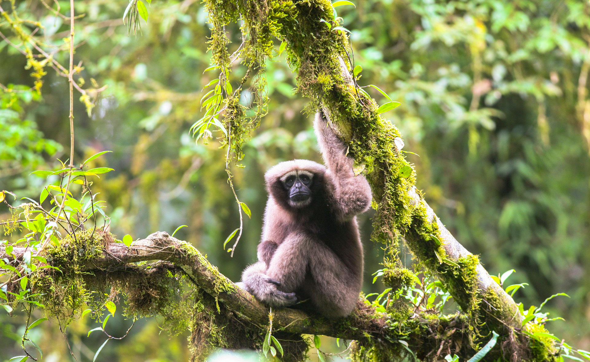 Hoolock Gibbon