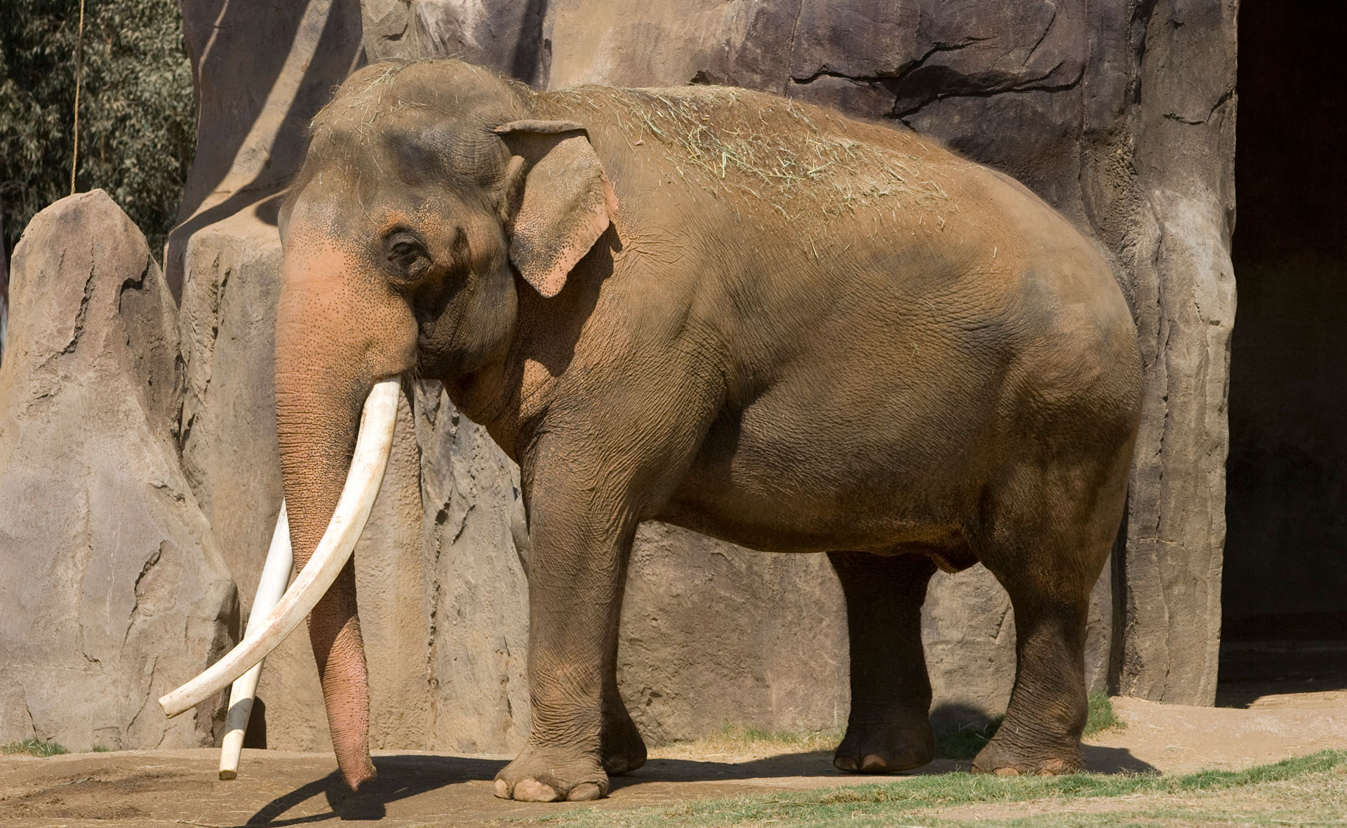 Asian elephant