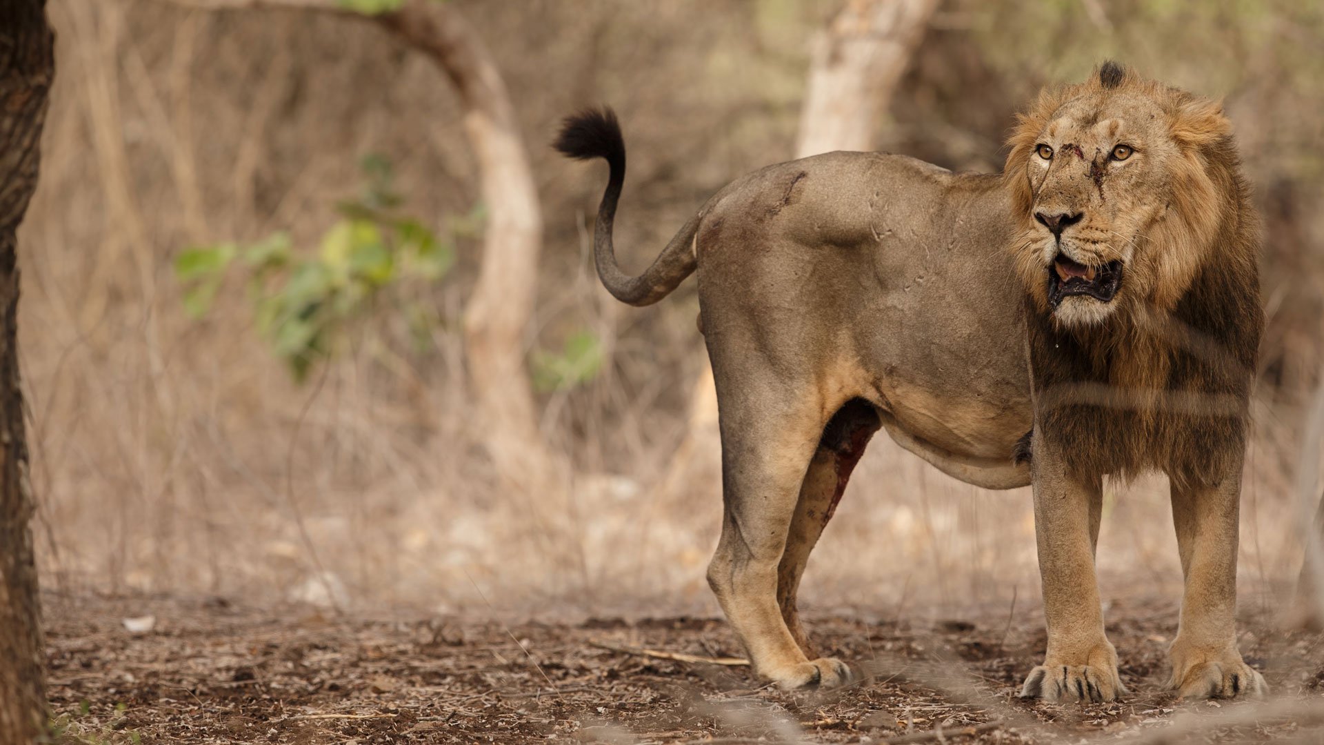 Wildlife In India - Step Into The Real Life Jungle Book