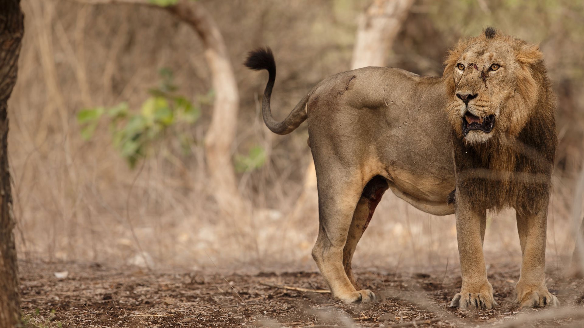 Asiatic Lion