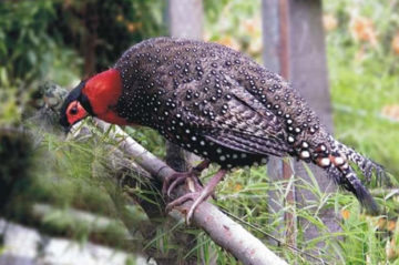 bird-watching-tour-at-himachal-pradesh