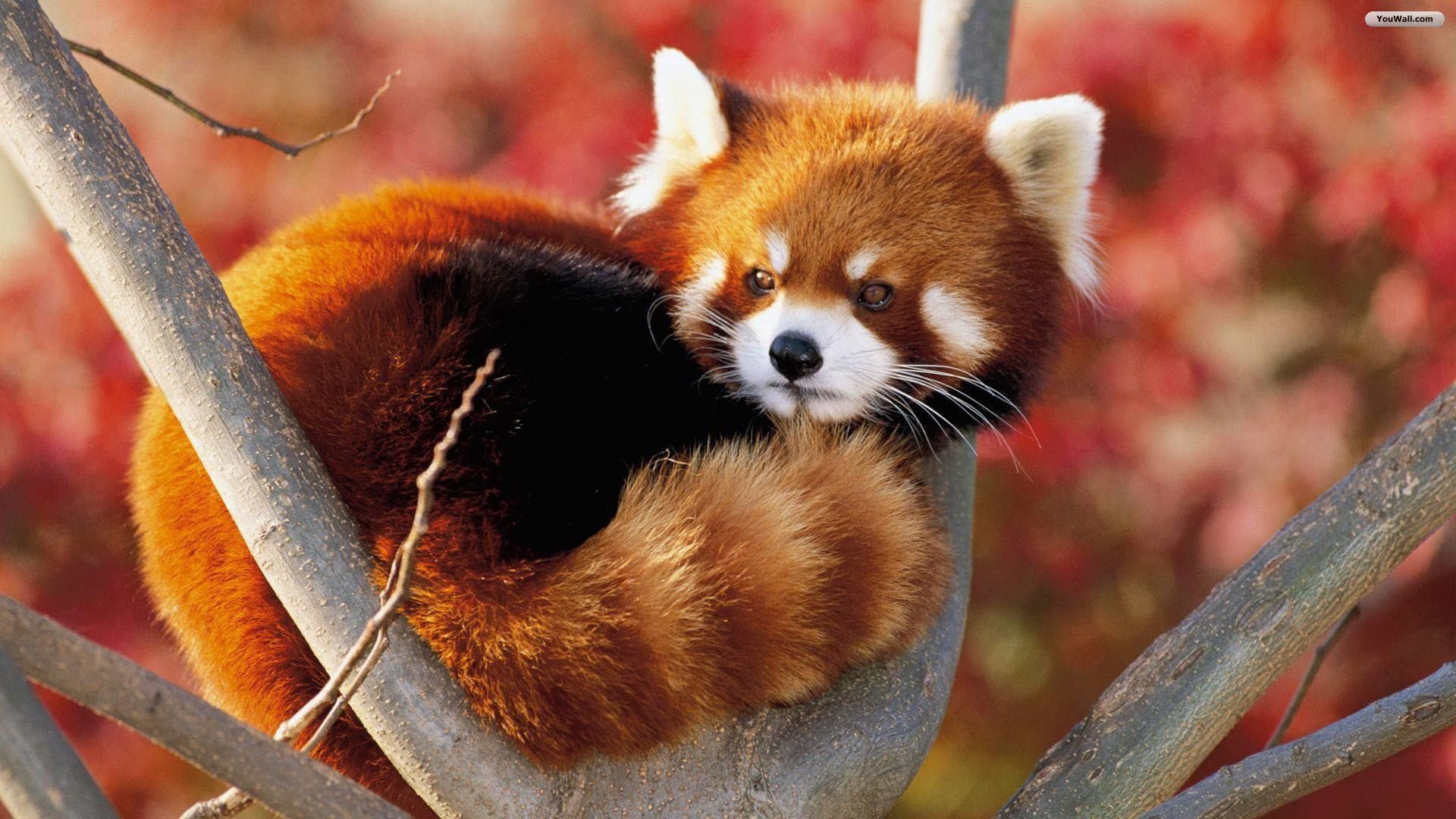 Namdapha National Park of Bengal Red Panda
