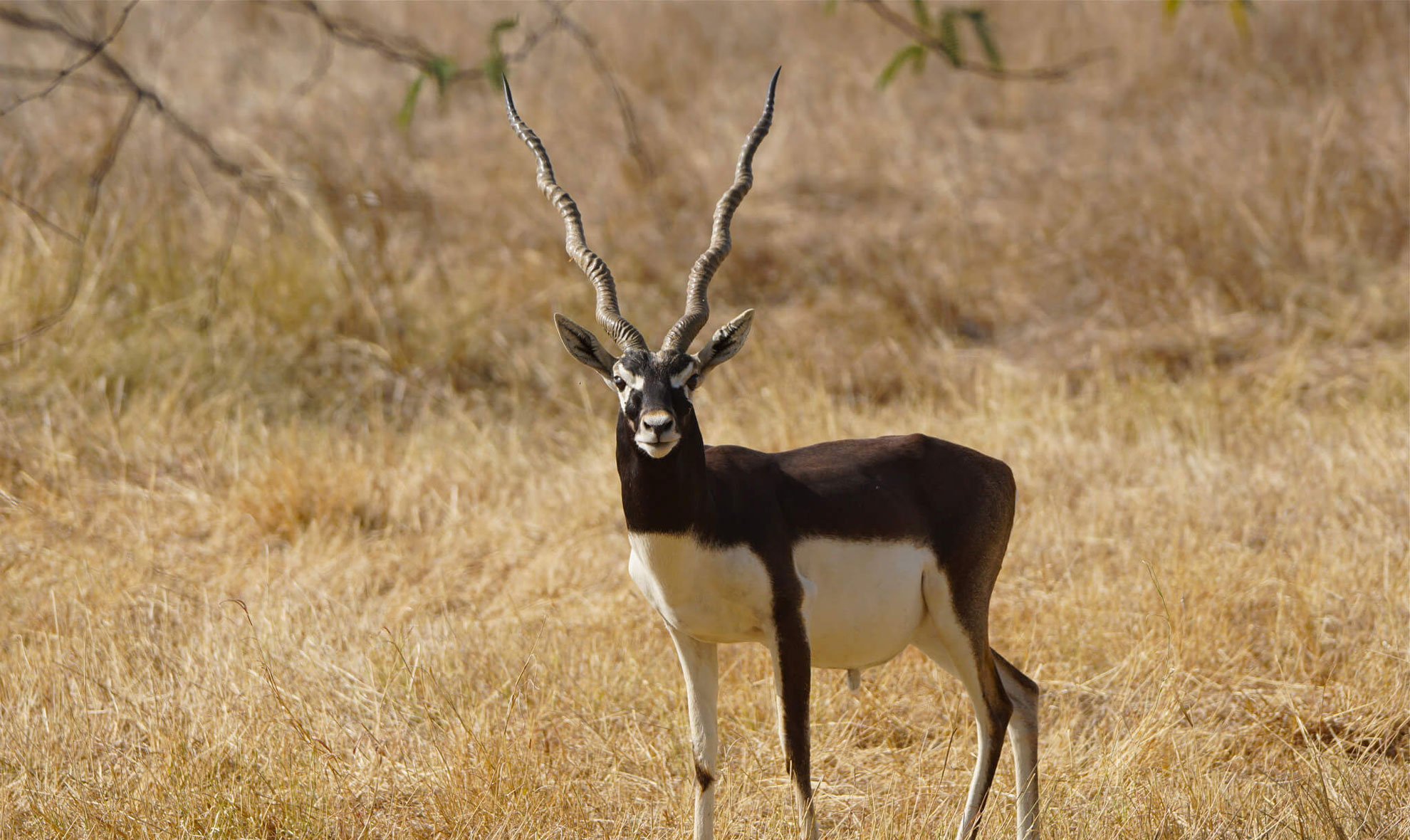 Black Buck