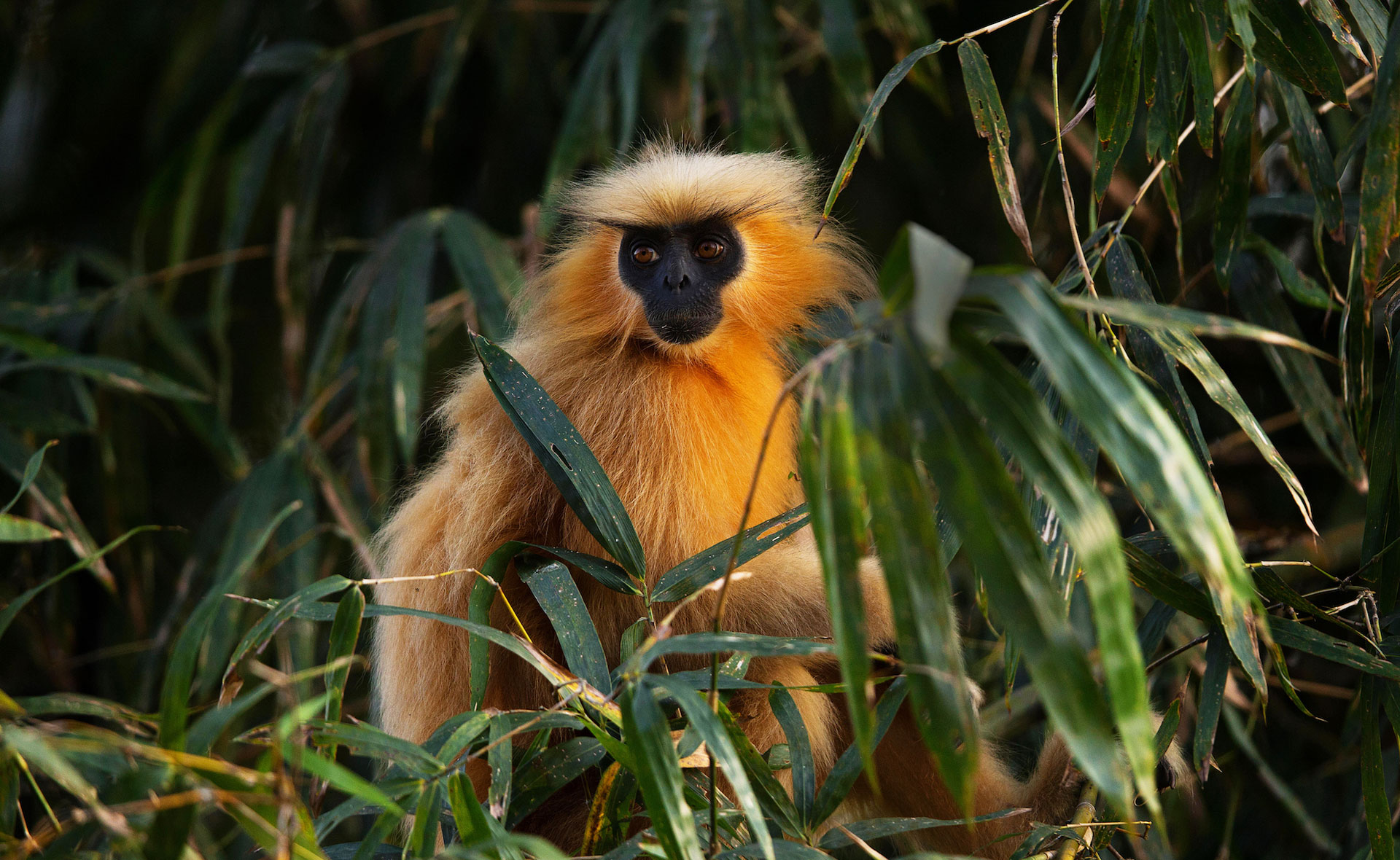 Golden Langur