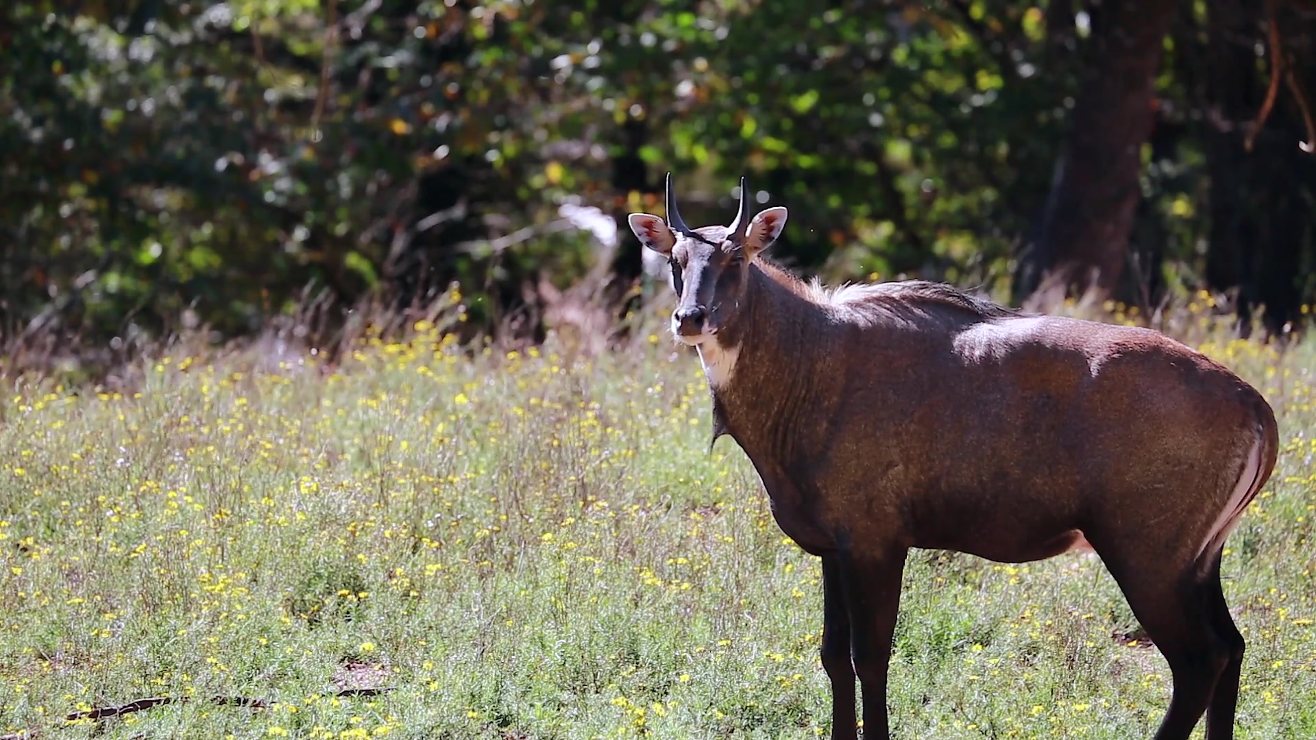 NilGai