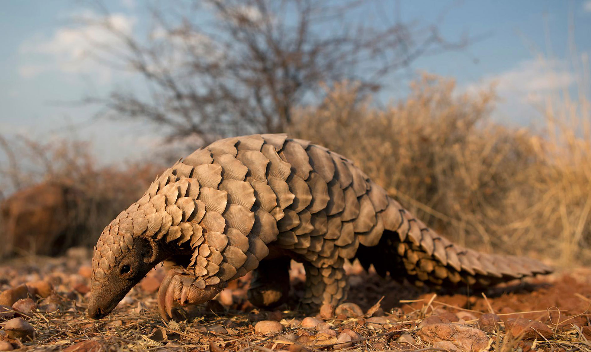 Wildlife In India: Step into the real-life Jungle Book 1