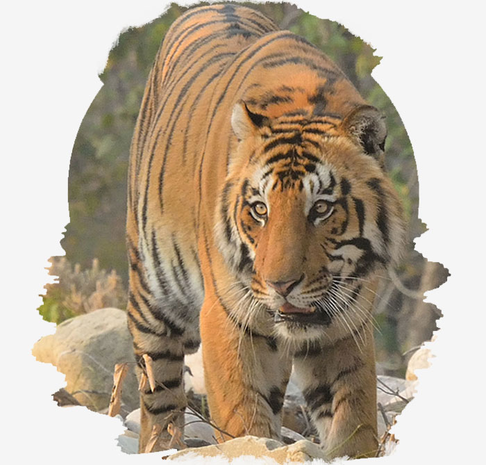 Corbett national park Jhirna Zone