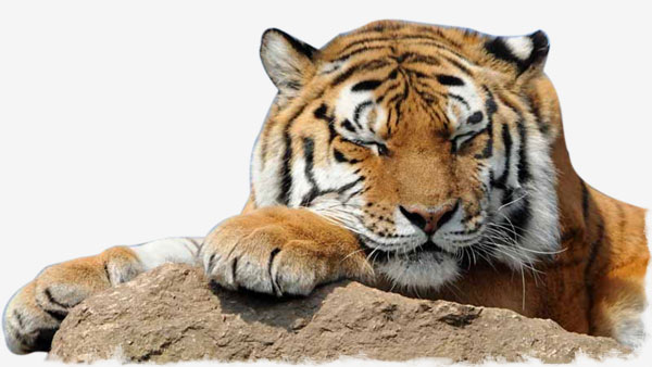 Tiger-The-Supreme-Predator-