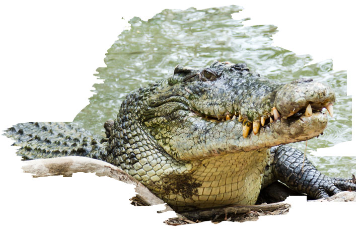 crocodile in gir national park