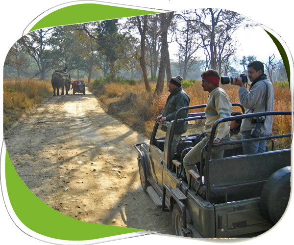 jungle Safari corbett national park