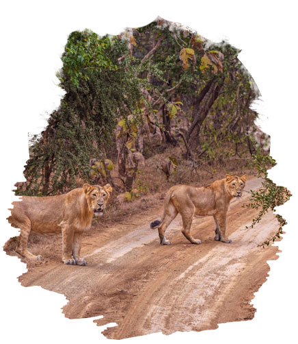 Nature of gir national park