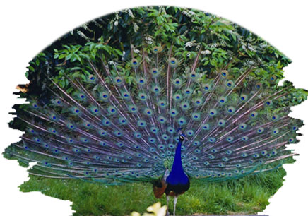 peacock in gir national park