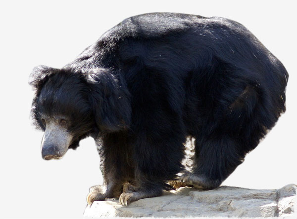 Sloth Bear