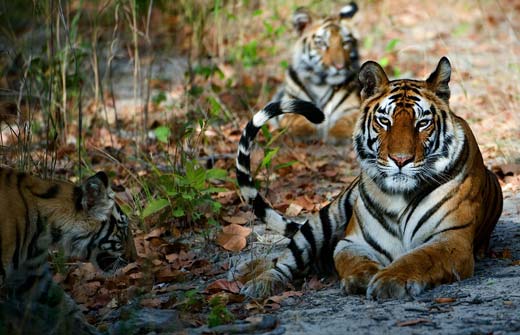 Tadoba National Park