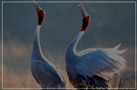 Birds at Keoladeo Ghana National Park