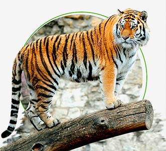 Meet Royal Bengal Tiger on Best wildlife tours in India