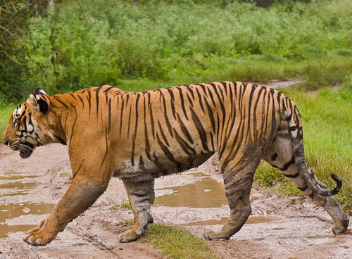 Bandipur National Park