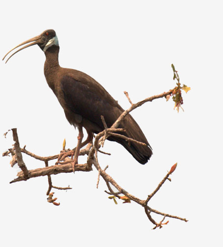 Bengal Florican