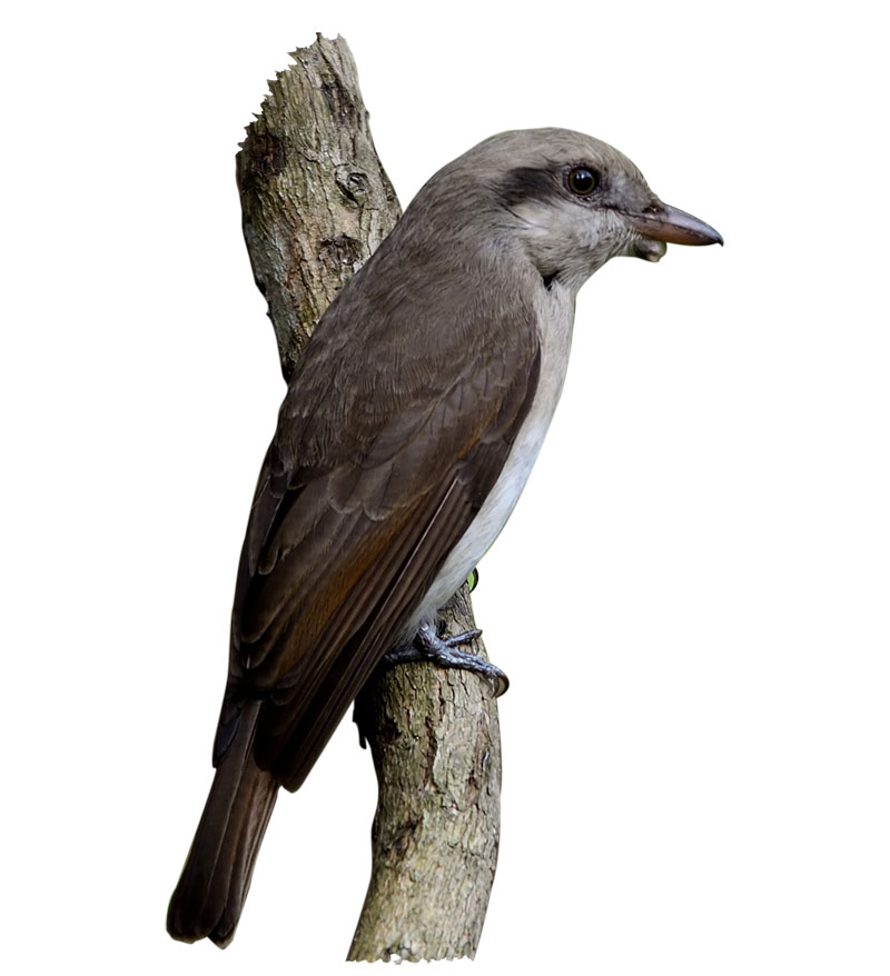 Bird In Manas National Park