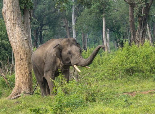 Brahmagiri Wildlife Sanctuary