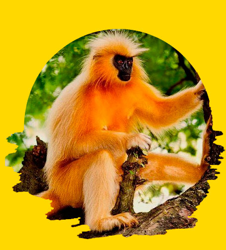 Golden Langur