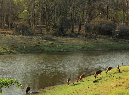 Trekking in nagarhole natioal park