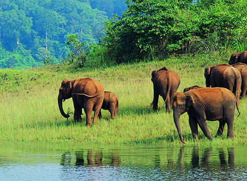 Wayanad wildlife sanctuary