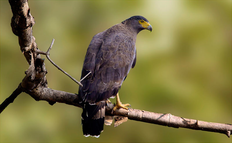 Birds of Gujarat