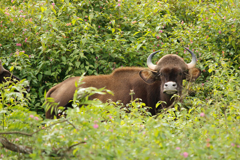 Bison in Bandipur National Park