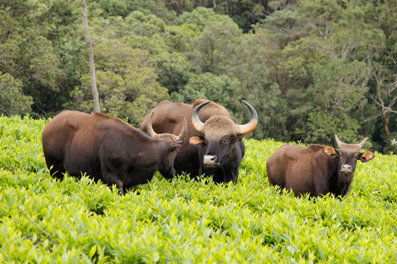 Bison in Bandipur National Park