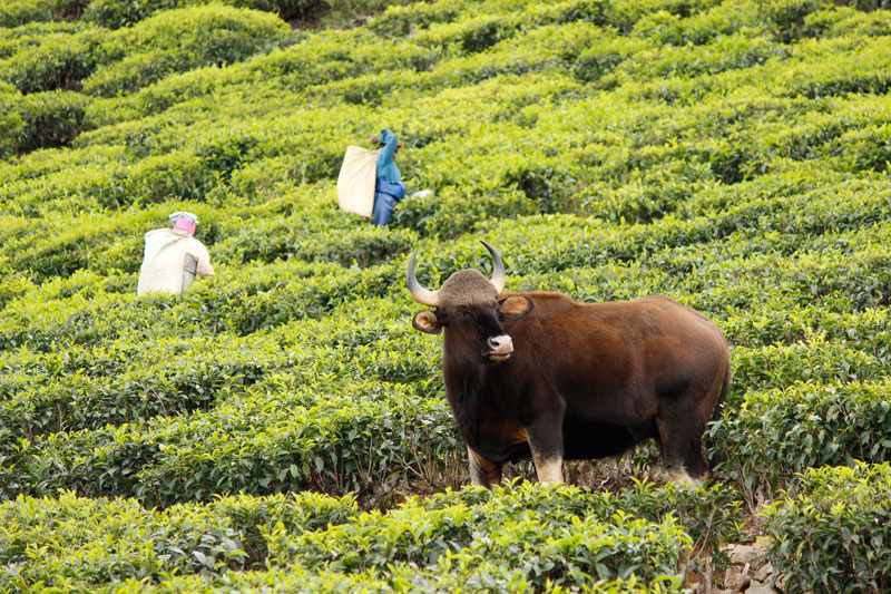 Bison in Bandipur National Park