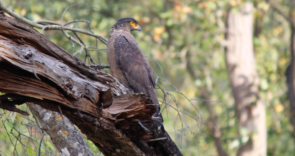 Jim Corbett National Park