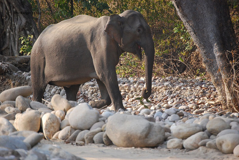 Corbett Elephant