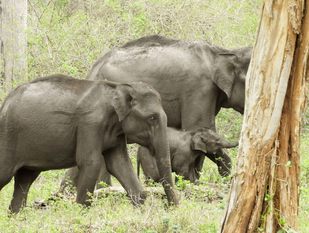 Elephant Herd Nagarhole India