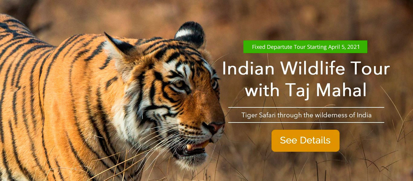 India Wildlife Tour With Taj Mahal