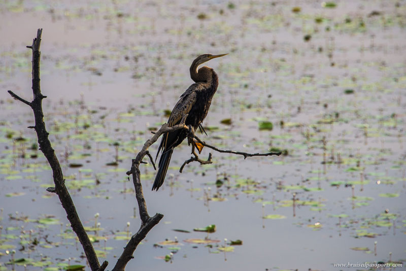 Kumarakom