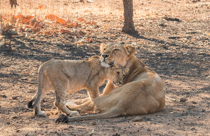 Lioness with cub