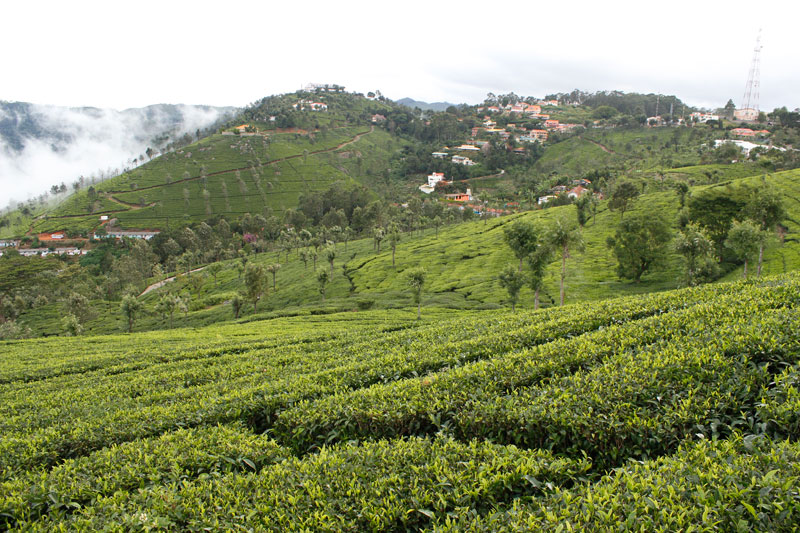 Munnar