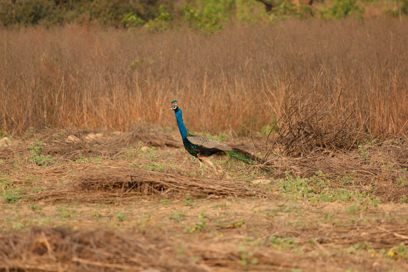 Peacock