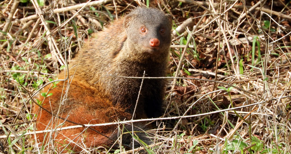 Stripe necked Mongoose Bandipur India