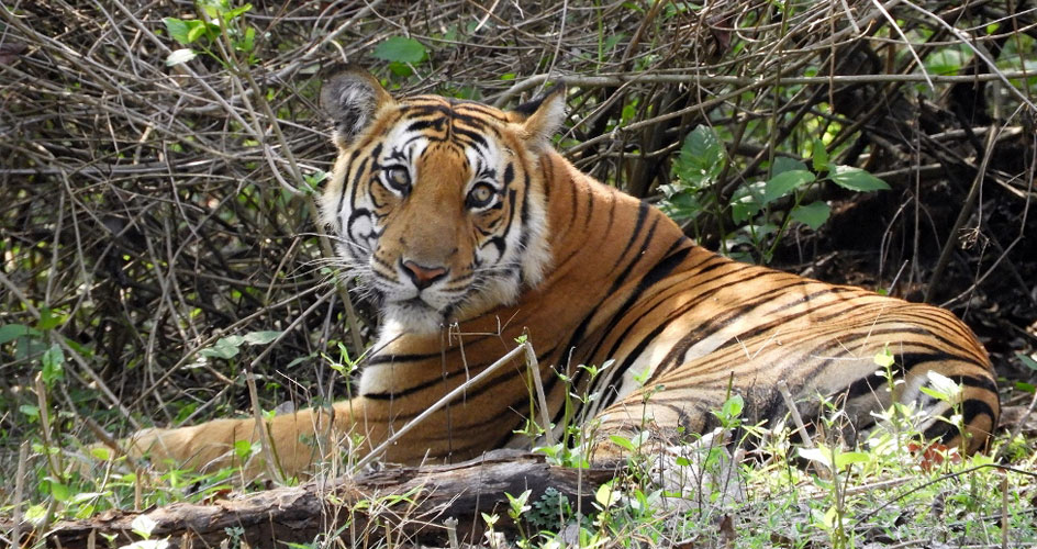 Tiger in Nagarhole National Park