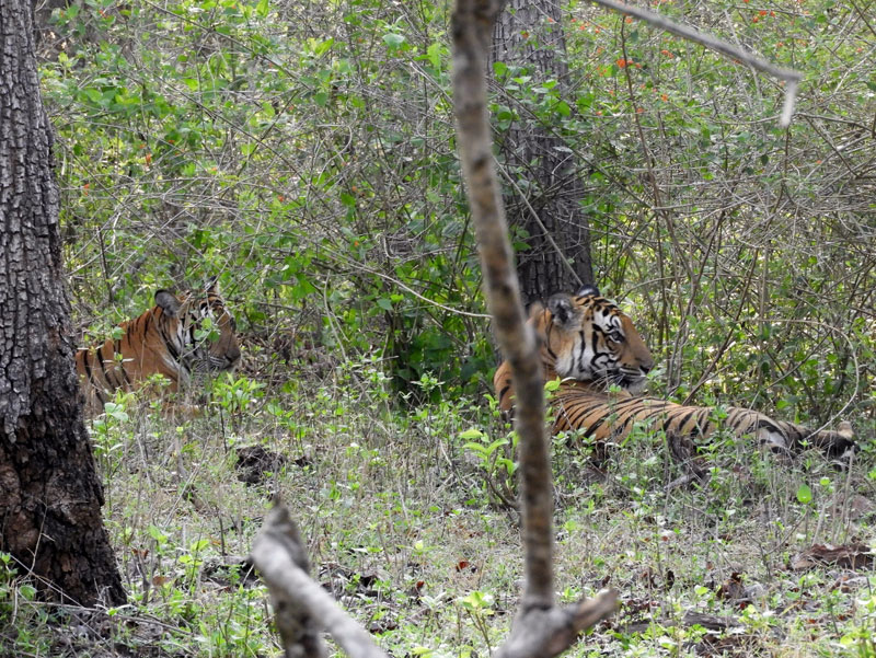 Tigeress In Nagarhole National Park