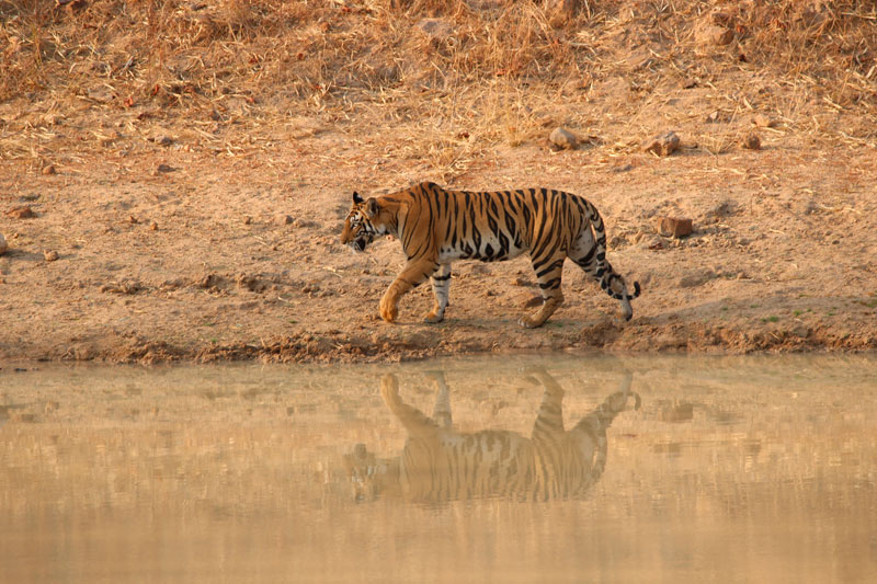 bengal tiger in Bandhavgarh