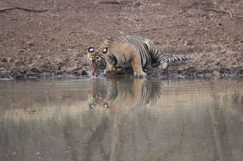 Bengal tiger