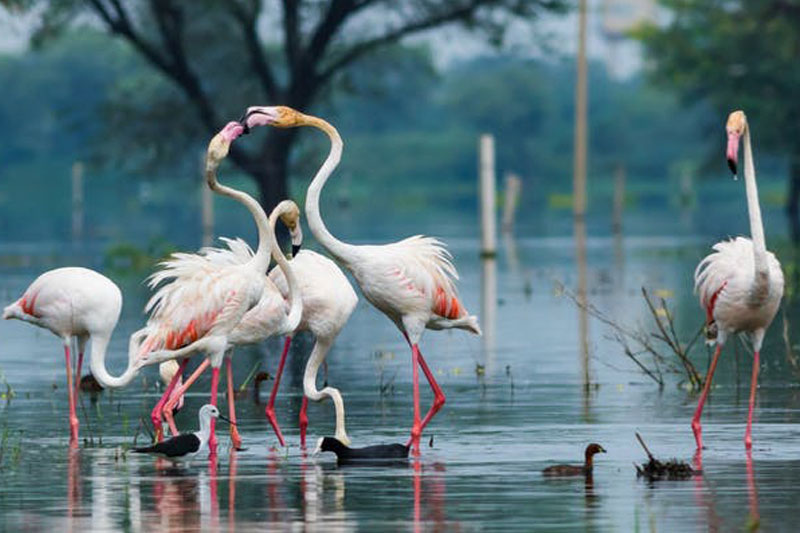 Bharatpur bird