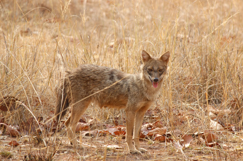 jackal in Bandhavgarh forest