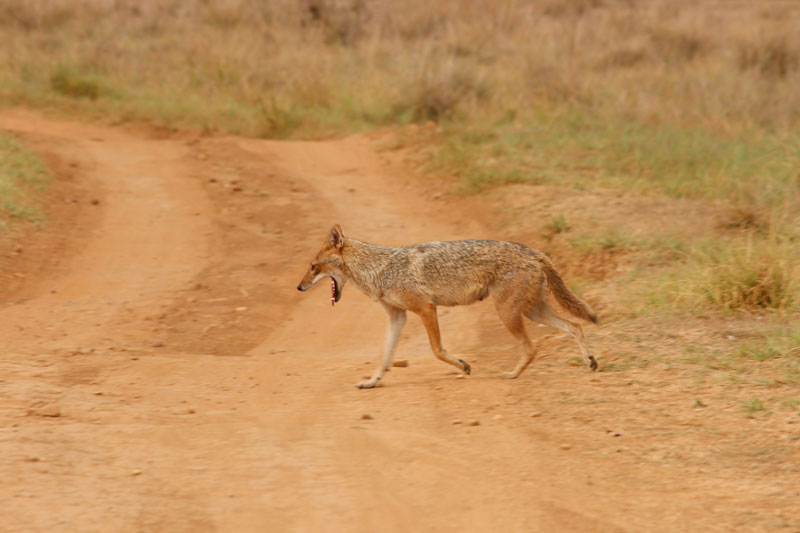 wild jackal in Kanha National Park